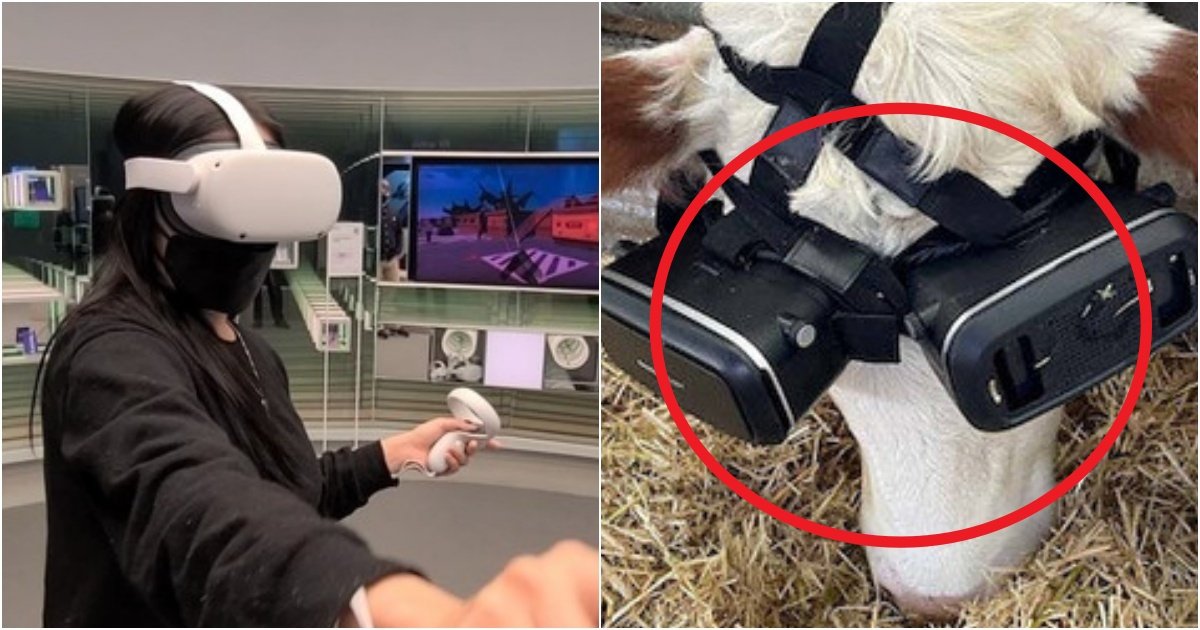collage 189.jpg?resize=412,232 - "헐 저런 반응일 줄이야.." 처음으로 VR 체험을 한 '젖소'가 실제로 보인 레전드 반응(+실험결과)