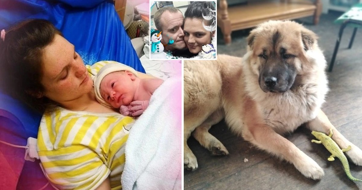 d157 1.jpg?fit=1024%2C538&ssl=1&strip=all - 12-Day-Old Baby MAULED To Death By Mother's Lover's Chow Chow