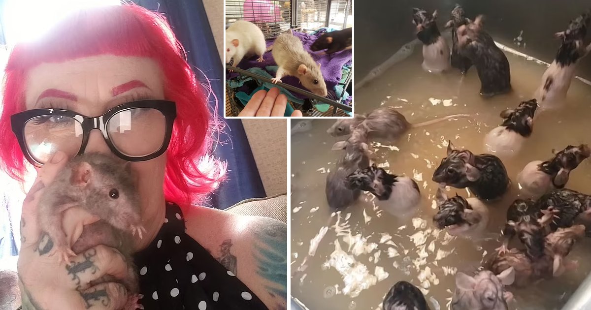 q2 6 2.jpg?resize=1200,630 - Rodent Lover Who Owns '50 Rats' Goes Viral After Bathing Her 'Babies' In The Kitchen Sink