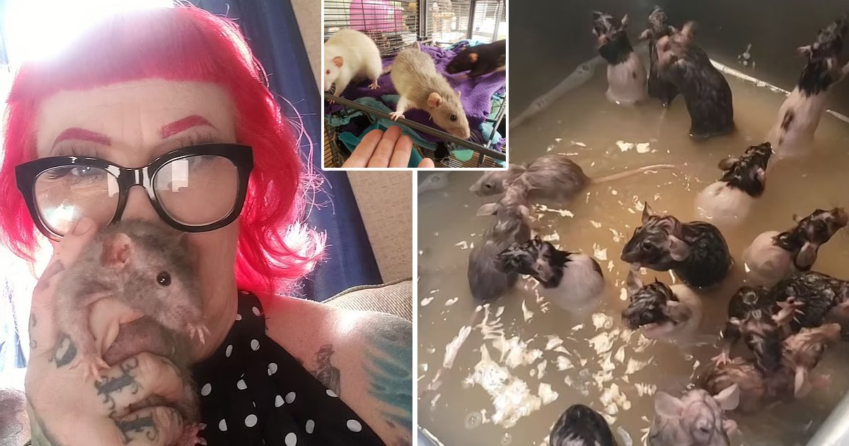 q2 6 2.jpg?resize=412,275 - Rodent Lover Who Owns '50 Rats' Goes Viral After Bathing Her 'Babies' In The Kitchen Sink