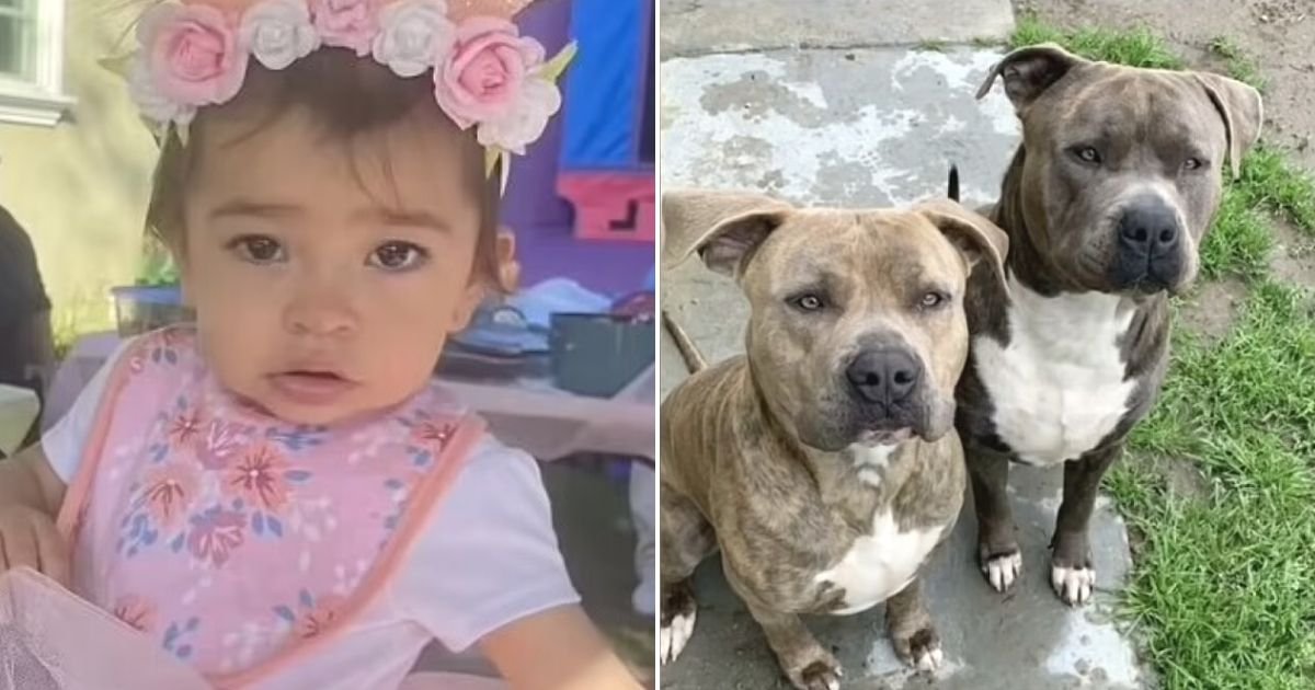 untitled design 57 1.jpg?resize=412,232 - JUST IN: Mother Stabs Family Dog Who Never Showed Signs Of Aggression After It Suddenly Attacked Her 1-Year-Old Daughter