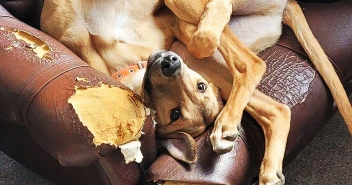 145.jpg?resize=412,232 - Adorable Puppy Who Is A 'Part Giraffe' Has Been RETURNED By His Owners After Just 48 Hours
