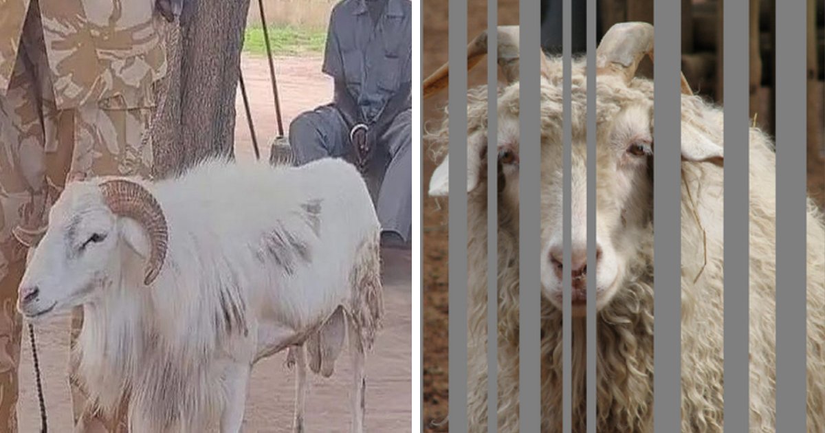 q4 1 2.png?fit=1024%2C538&ssl=1&strip=all - Police ARREST Ram And Sentence It To THREE YEARS In Prison For Killing A 40-Year-Old Woman