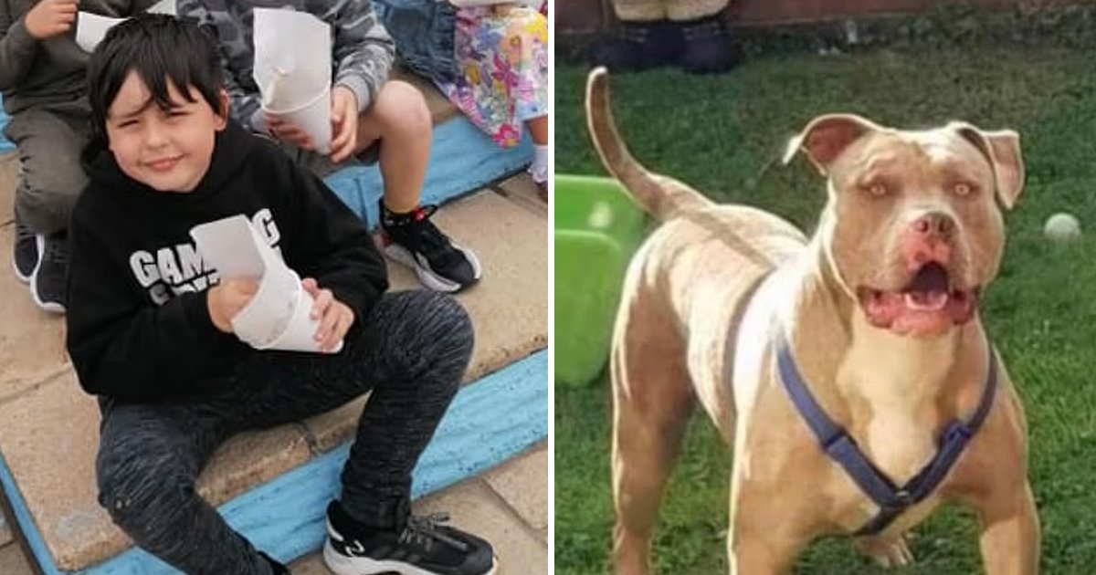 q4 2.jpg?fit=1024%2C538&ssl=1&strip=all - American Bull Dog Named 'Beast' Mauls Loving 10-Year-Old Boy To Death While He Was Playing With His Friends