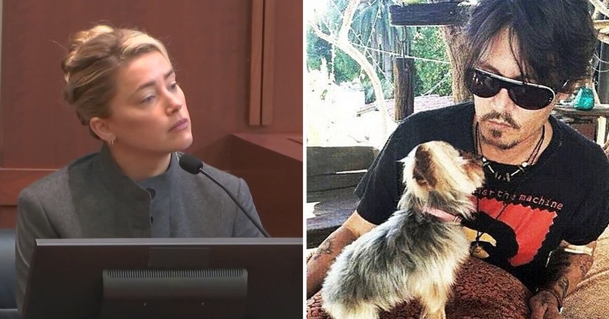 q5 5.jpg?resize=1200,630 - EXCLUSIVE: Amber Heard Says It Was The Dog That 'Pooped' In Her & Johnny Depp's Marital Bed