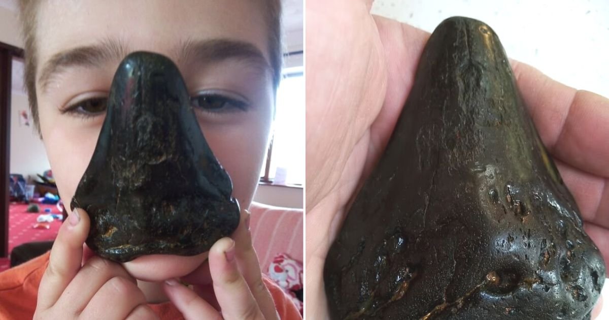 untitled design 6.jpg?resize=412,275 - BREAKING: 4 Million-Year-Old Tooth Belonging To A Giant Megalodon Shark Is Discovered By A 6-Year-Old Boy