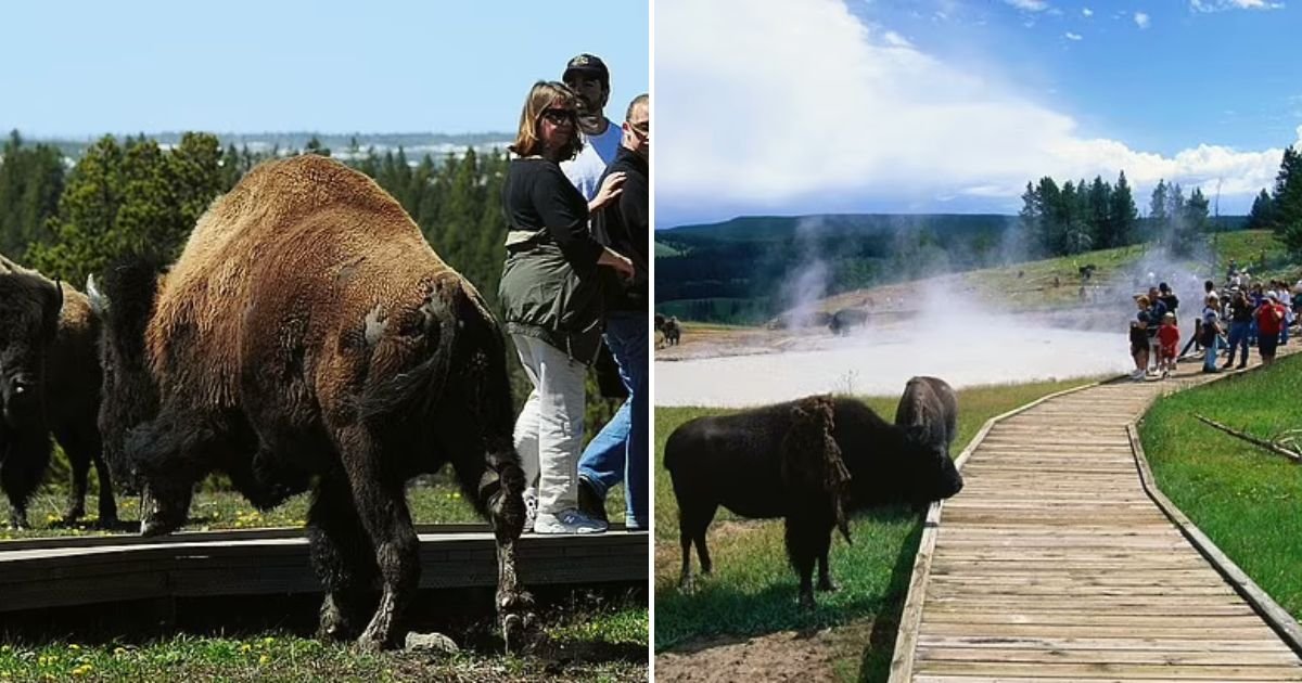 bison4.jpg?resize=1200,630 - 25-Year-Old Woman Is Fatally Gored And Thrown 10 Feet Into The Air After She Approached A Bison At Yellowstone National Park