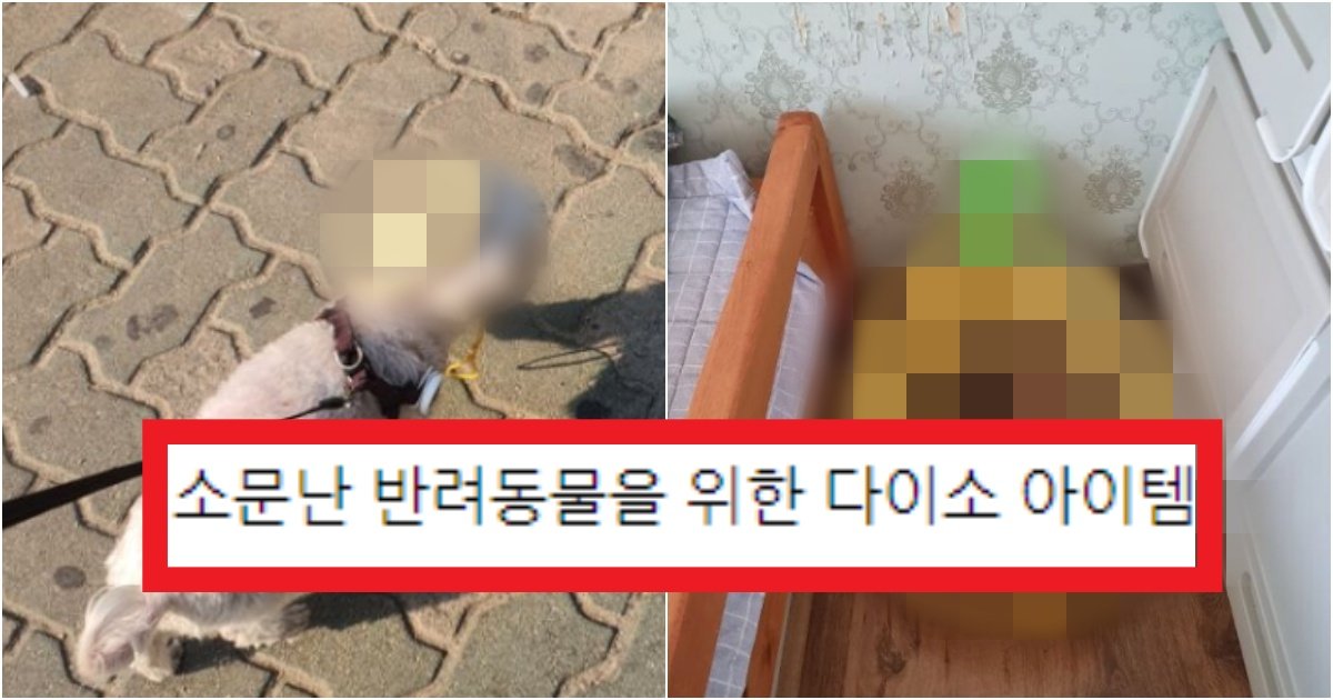 collage 166.jpg?resize=412,275 - '진짜 꼭 추천하는 제품!!!' 많은 사람들 사이에서 '가성비甲'으로 소문 난 반려동물 물건의 정체(+후기)