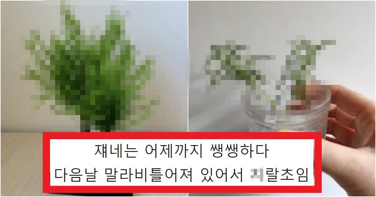 collage 196.jpg?resize=412,275 - '우리 집에서는 나무던데??' 식물갤에서도 혀를 차고 손절취급 받는 식물 4종의 정체(+사진)