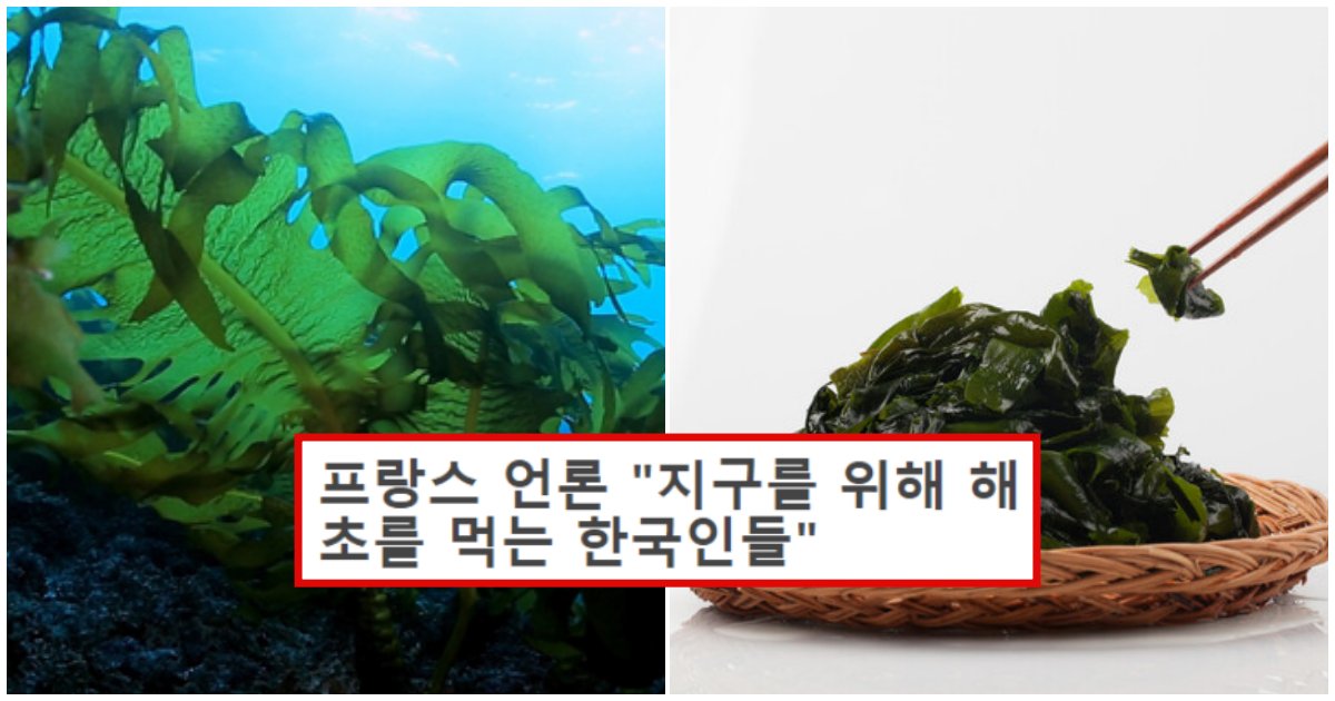 collage 29.png?resize=1200,630 - "한국인들은 지구를 위해 해초를 먹는다" 프랑스 언론에 실렸던 내용