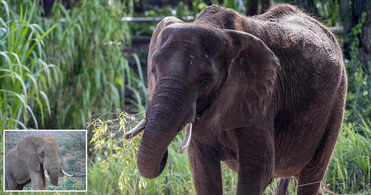d51.jpg?fit=1024%2C538&ssl=1&strip=all - BREAKING: Elephant Crushes 70-Year-Old Woman To Death & Then Returns To Trample On Her Corpse During Her Funeral