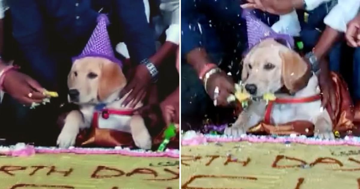 party5.jpg?resize=1200,630 - Man Slammed After He Invited 5,000 People To His Dog's Birthday Party With A 100kg Cake And Live Music