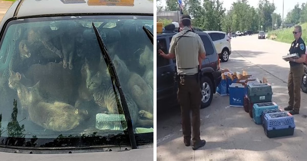 q2 3 1.png?resize=1200,630 - 'Homeless' Man Lives With His '47 Cats' Inside His Car Despite Minnesota's Scorching Hot Weather