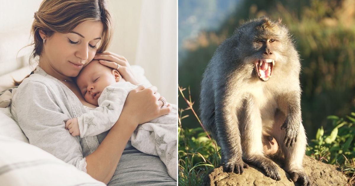 untitled design 26 1.jpg?resize=1200,630 - BREAKING: Monkey Breaks Into Family's Home And Snatches 1-Month-Old Baby While His Mother Was Breastfeeding Him