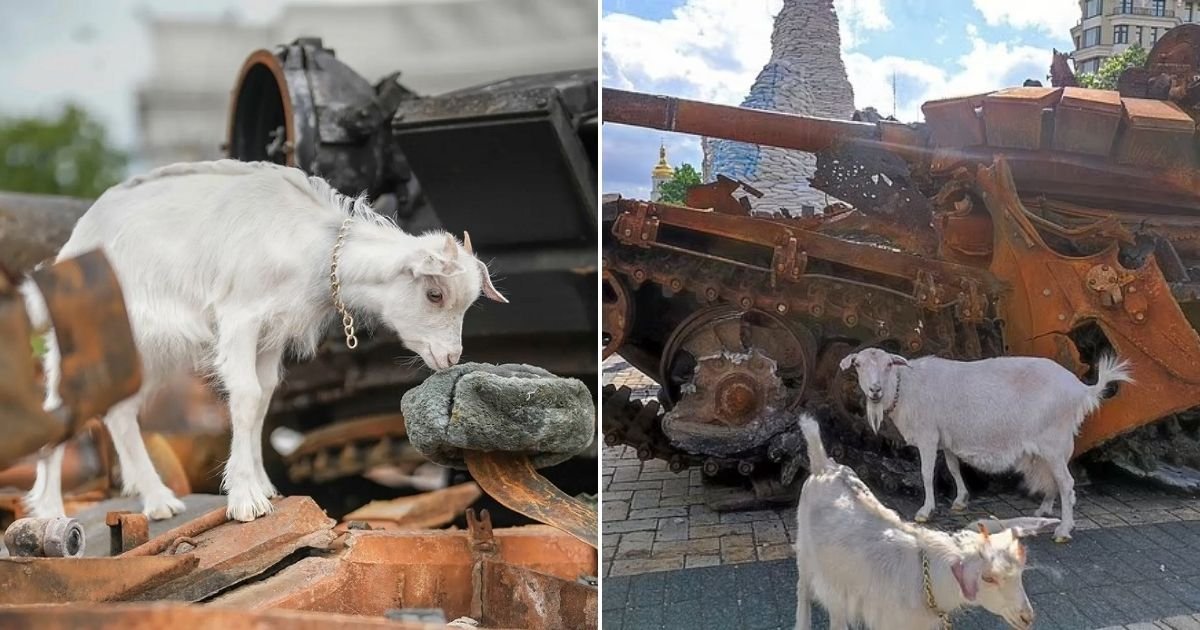 untitled design 41 1.jpg?resize=1200,630 - BREAKING: Ukrainian GOAT Immobilizes A Squad Of Russian Soldiers With Grenades After Setting Off Their Own Boobytraps