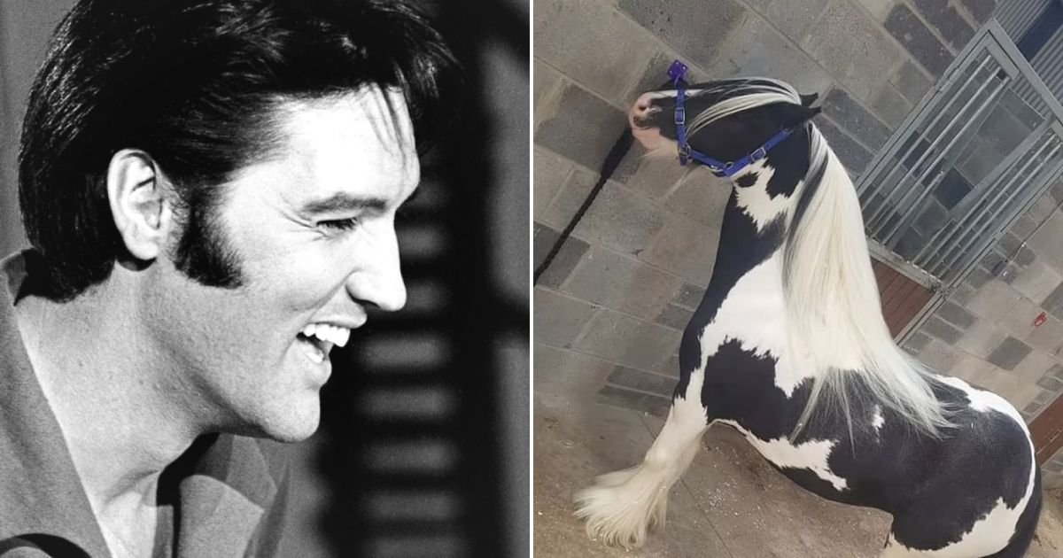 untitled design 81.jpg?resize=1200,630 - Pictures Of A Horse Go Viral After Owner Spots Elvis Presley’s FACE On The Animal And Calls It A ‘Miracle’