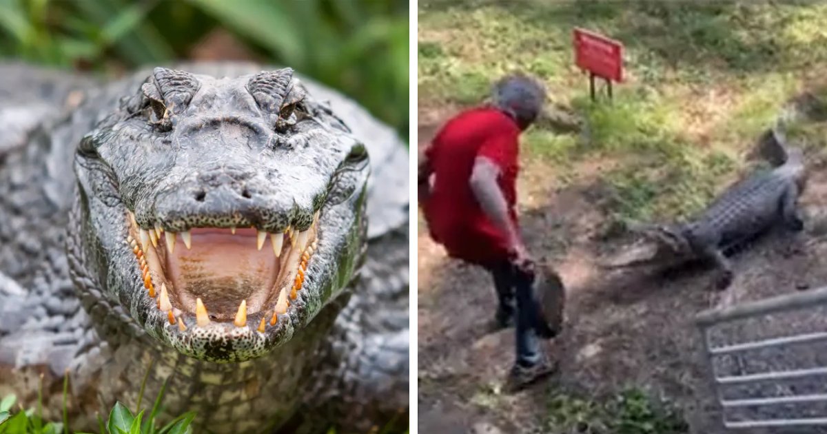 d3 1 3.png?resize=1200,630 - BREAKING: Two Alligators Brutally Attack & KILL Elderly Woman After She Fell Into A Florida Pond