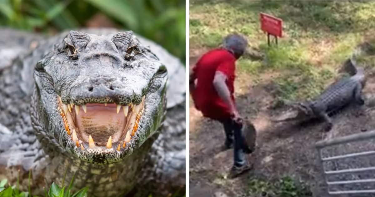 d3 1 3.png?resize=412,275 - BREAKING: Two Alligators Brutally Attack & KILL Elderly Woman After She Fell Into A Florida Pond