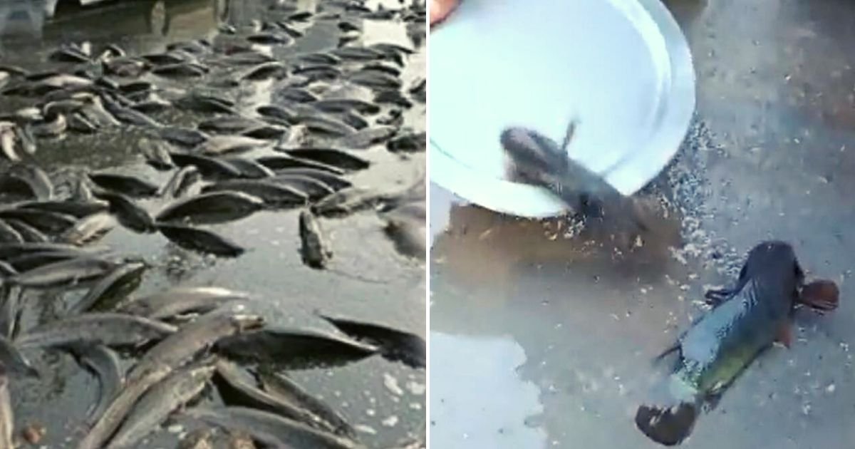 fish5.jpg?resize=1200,630 - JUST IN: People Baffled As FISH Started To Fall From The Sky After Heavy Rainfall In Recent Weeks Amid Severe Floods