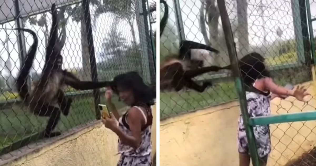 q8 1 2.png?resize=1200,630 - EXCLUSIVE: Terrifying Moment Caught On Video As Young Girl GRABBED By Hair By Two 'Spider Monkeys' At A Zoo