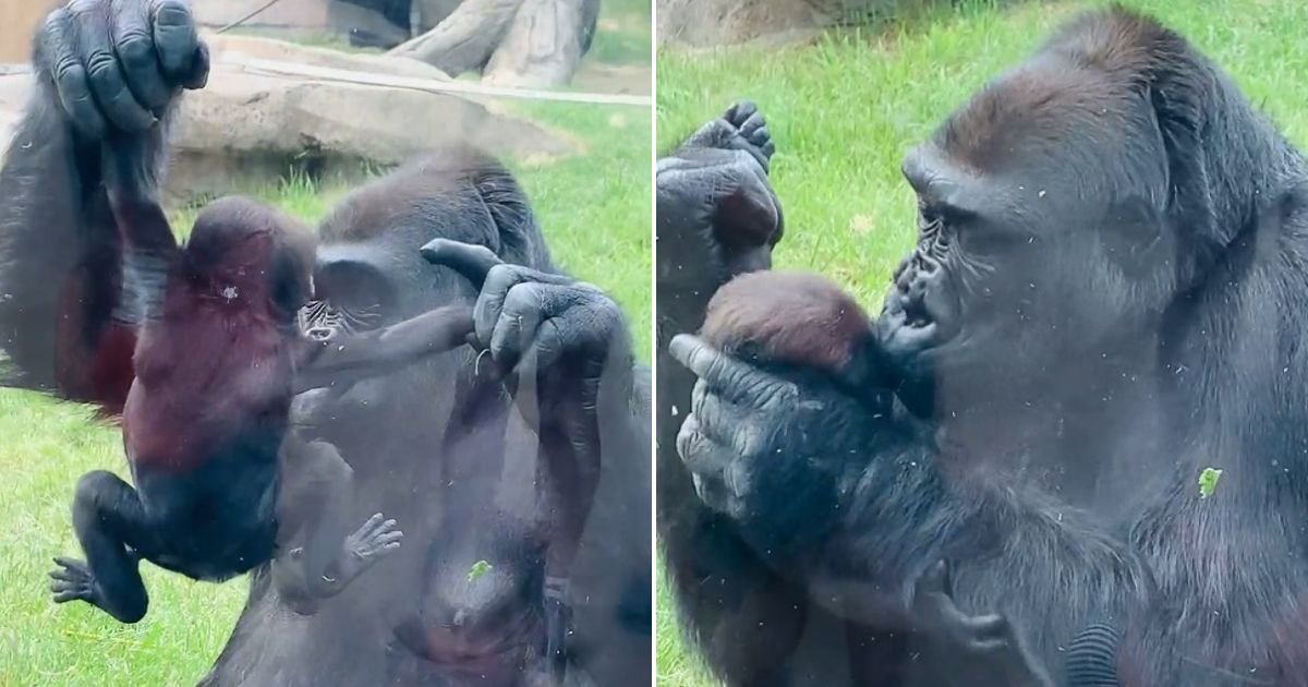 untitled design 26 1.jpg?resize=1200,630 - Gorilla Mom Proudly Shows Off And Kisses Her Newborn Baby In Front Of Stunned Visitors At The Zoo