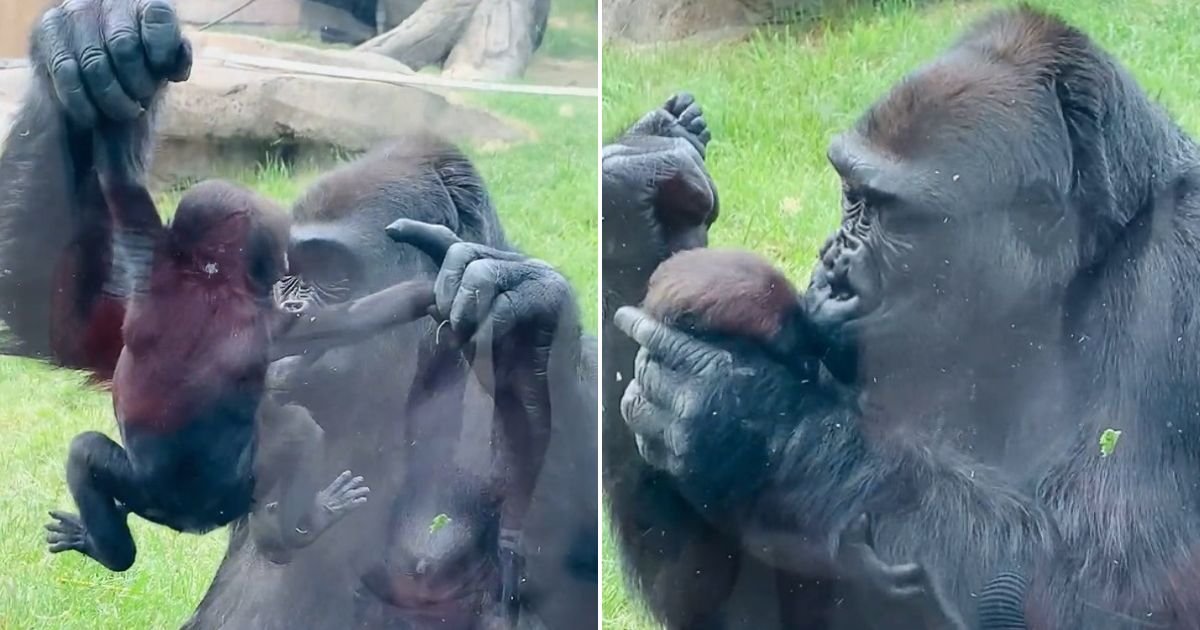 untitled design 26 1.jpg?resize=412,275 - Gorilla Mom Proudly Shows Off And Kisses Her Newborn Baby In Front Of Stunned Visitors At The Zoo