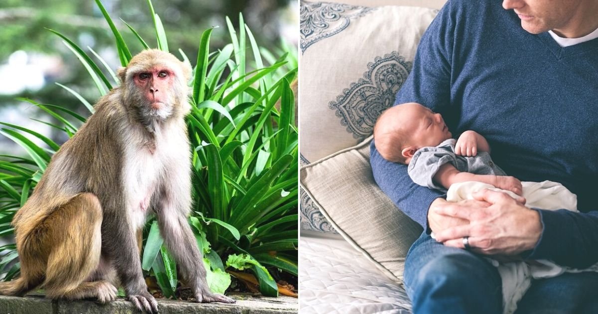 untitled design 72.jpg?fit=1024%2C538&ssl=1&strip=all - 4-Month-Old Baby Dies After Monkey Snatches Him From Mother's Arms And Drops Him From A Rooftop