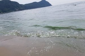 [단독] 녹조 
