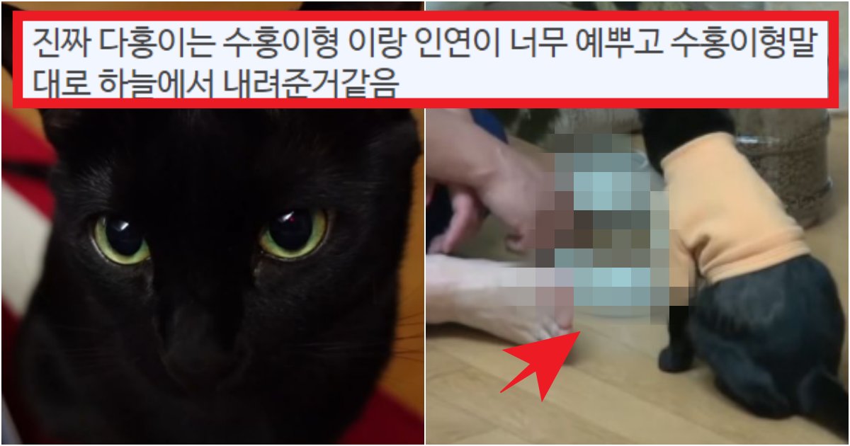 collage 149.png?resize=1200,630 - '진짜 두 눈을 의심했어...' 수많은 집사들이 인정한 '박수홍 고양이'의 행동 수준들(+상황 사진)