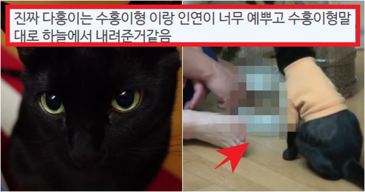 collage 149.png?resize=412,275 - '진짜 두 눈을 의심했어...' 수많은 집사들이 인정한 '박수홍 고양이'의 행동 수준들(+상황 사진)