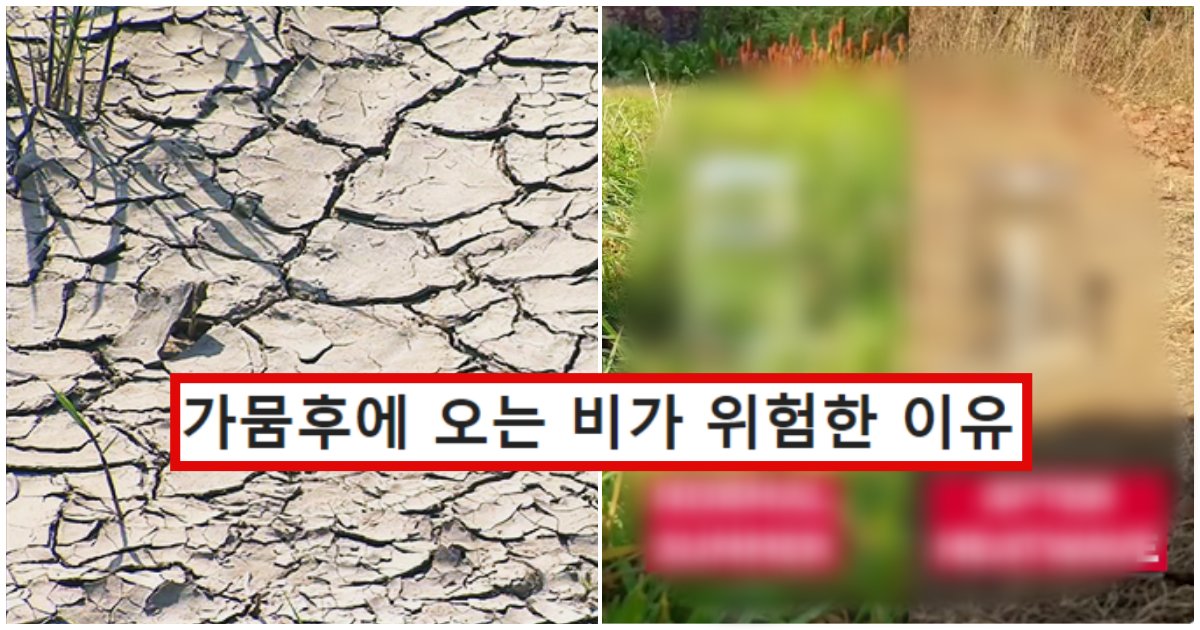 collage 275.png?resize=1200,630 - "무섭다..." 가뭄 후에 내리는 비가 진짜 위험한 이유 (+영상)