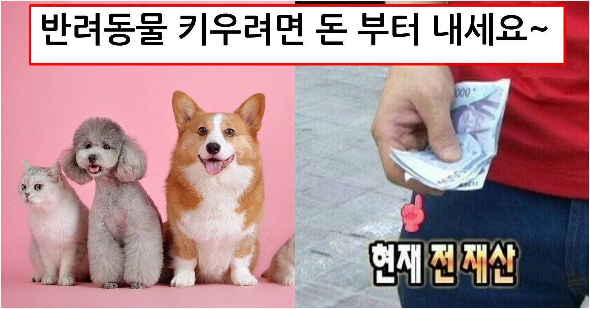 collage 40.jpg?resize=412,275 - "이젠 반려동물한테도 세금 걷어가겠다.." 내년부터 개,고양이 키우려면 보유세내야한다