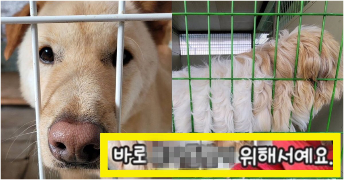 collage 68.png?resize=412,275 - '이런 이유일 줄이야..' 유기견들이 '철창'에 항상 몸을 딱 붙이고 있는 충격적인 이유(+반전)