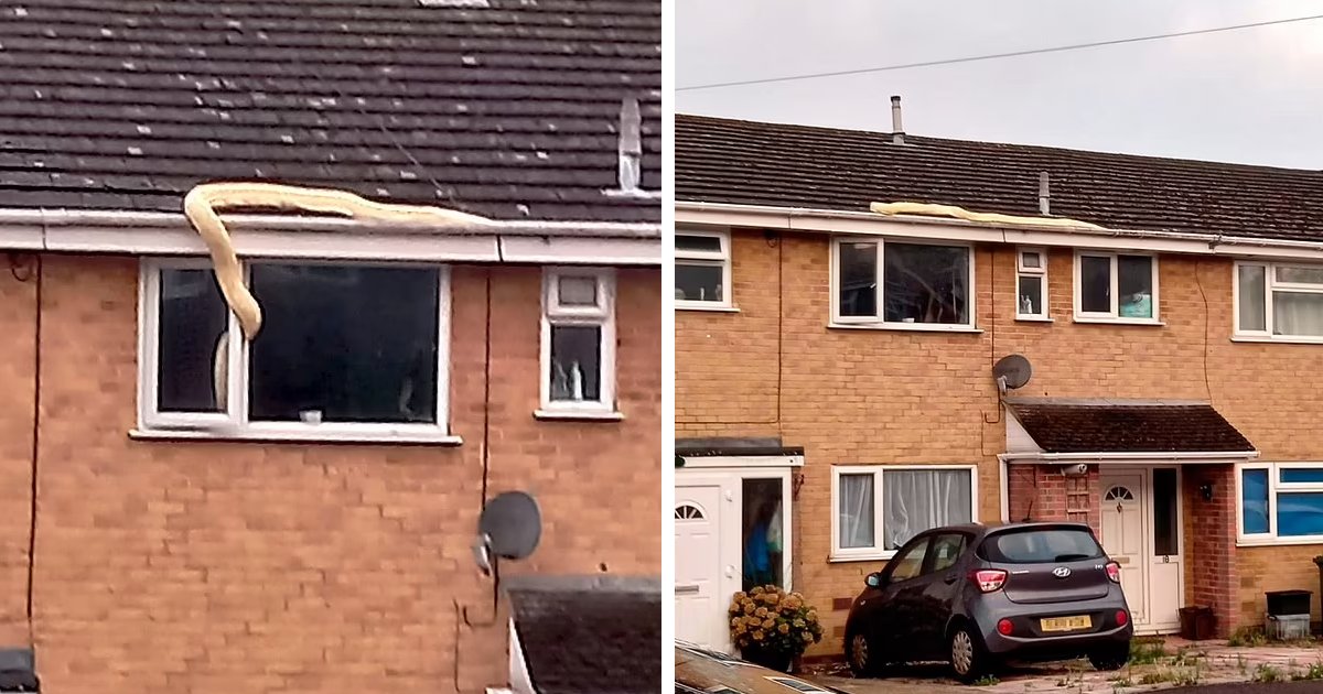 t4 1 1.png?fit=1024%2C538&ssl=1&strip=all - EXCLUSIVE: Terrifying Moment As 18ft-Long Python Tries To Get Inside House Through 'Open Bedroom Window'