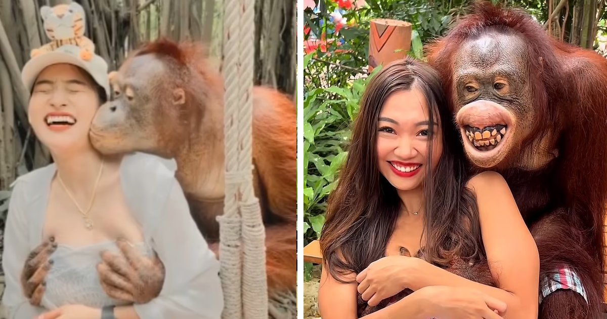 t4 7.png?resize=1200,630 - EXCLUSIVE: Cheeky Orangutan Pictured 'Squeezing' Woman's B*obs AGAIN At The Zoo