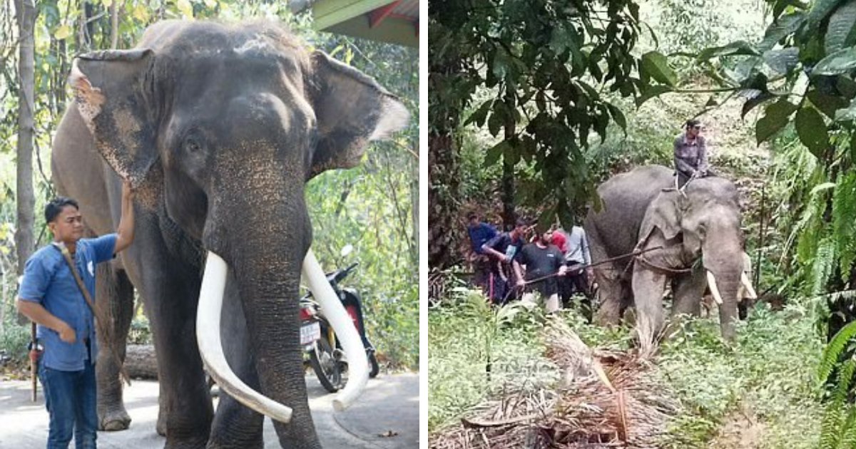 t6 6.png?fit=1024%2C538&ssl=1&strip=all - BREAKING: Elephant Seen RIPPING Its Handler In Half After Going Ballistic Due To The Hot Weather