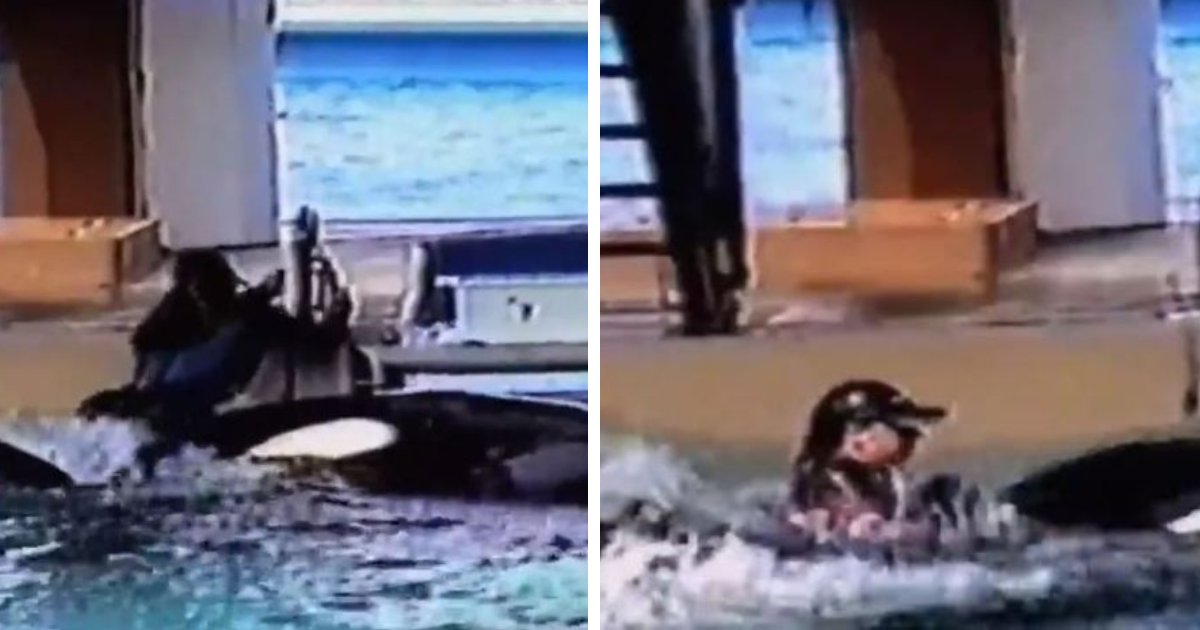 t9 4 1.png?fit=1024%2C538&ssl=1&strip=all - Heartbreaking Final Words By SeaWorld Trainer Who Was DRAGGED Down By MASSIVE Orcas Revealed