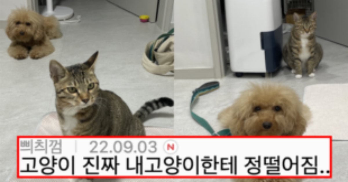 20220904122920 310x165.png?resize=1200,630 - 강아지 고양이 두 마리 다 키워본 사람만 아는 문제