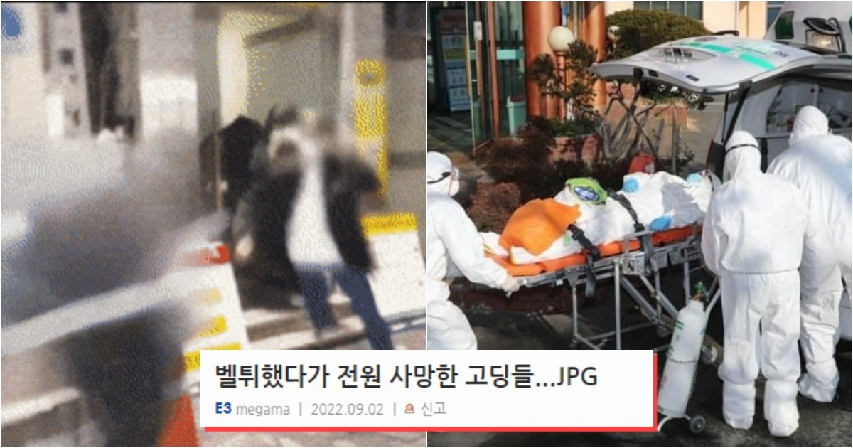 collage 15.jpg?resize=412,232 - 고등학생 3명이 심심해서 벨튀했다가 전원 사망한 역대급 사건..jpg