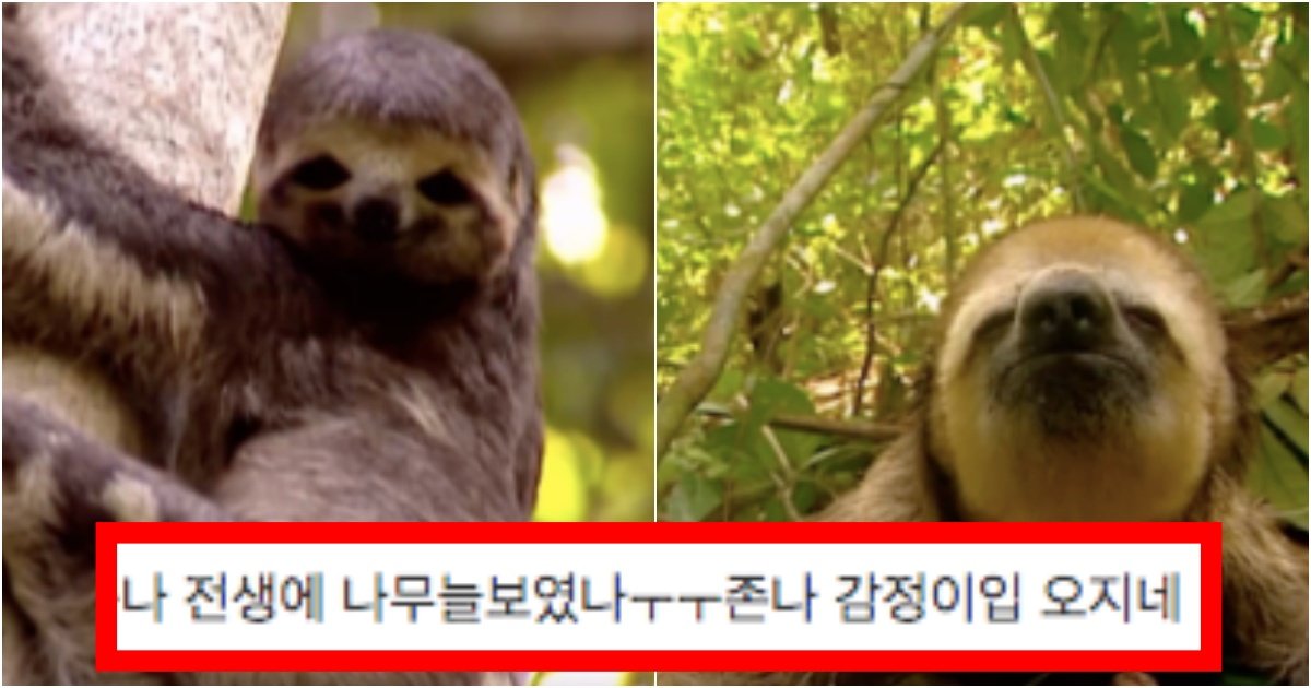 collage 150.jpg?resize=412,275 - ‘진짜 이런 줄은 몰랐어.....’ 은근 많은 사람들이 모르는 세상에서 제일 슬프고 불쌍한 동물의 정체(+이유, 결말)