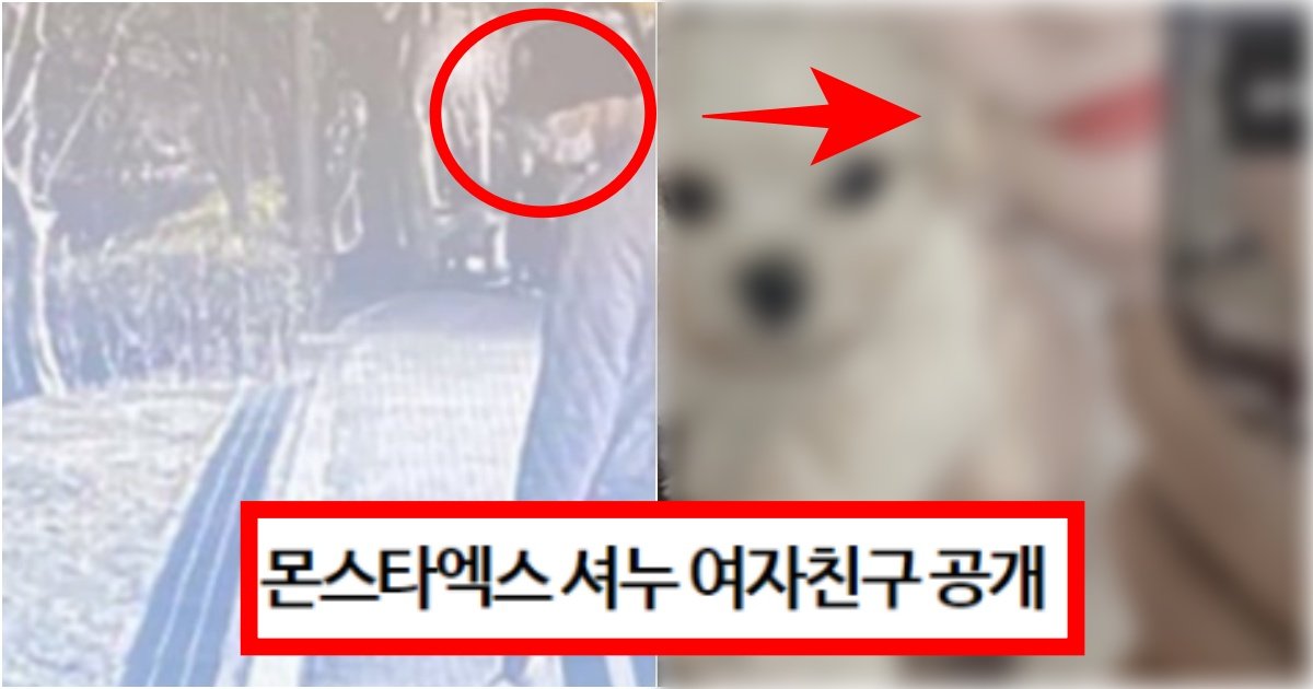 collage 223.jpg?resize=412,275 - ‘찐 여친이 여기있었네’ 현재 커뮤에서 난리 난 몬스타엑스 셔누 진짜 여자친구 의혹이 터진 상황(+정체, 사진)