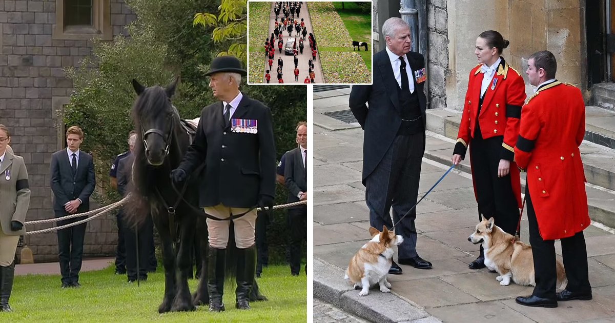 d65.jpg?resize=412,275 - BREAKING: The Queen's Most 'Faithful' Pet Horse Named Emma Watches Her Coffin Carried Along The Long Walk