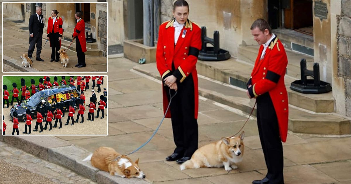 d66.jpg?resize=412,275 - EXCLUSIVE: Queen's Corgis See Her Off For The LAST Time As They Wait On The Steps Of Windsor Castle