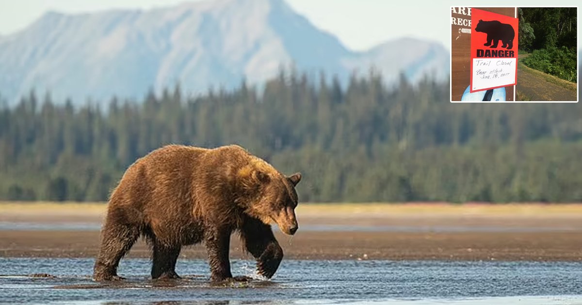 d85.jpg?resize=412,232 - BREAKING: 9-Year-Old Boy MAULED By Massive Bear & Left With Critical Injuries In Alaska