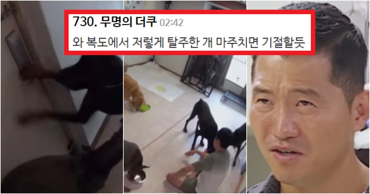 collage 105.png?resize=412,275 - '스스로 현관문을 여는 건 기본' 도베르만 4마리를 오피스텔에서 키우는 견주보고 강형욱이 보인 솔루션(+사진)