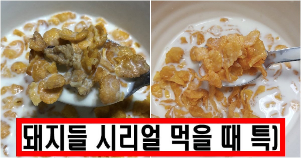 collage 47.jpg?resize=412,275 - ‘이게 국룰아님..?????’ 살찌는 사람들이 시리얼 먹을 때 공통적으로 보이는 특징 수준(+사진)