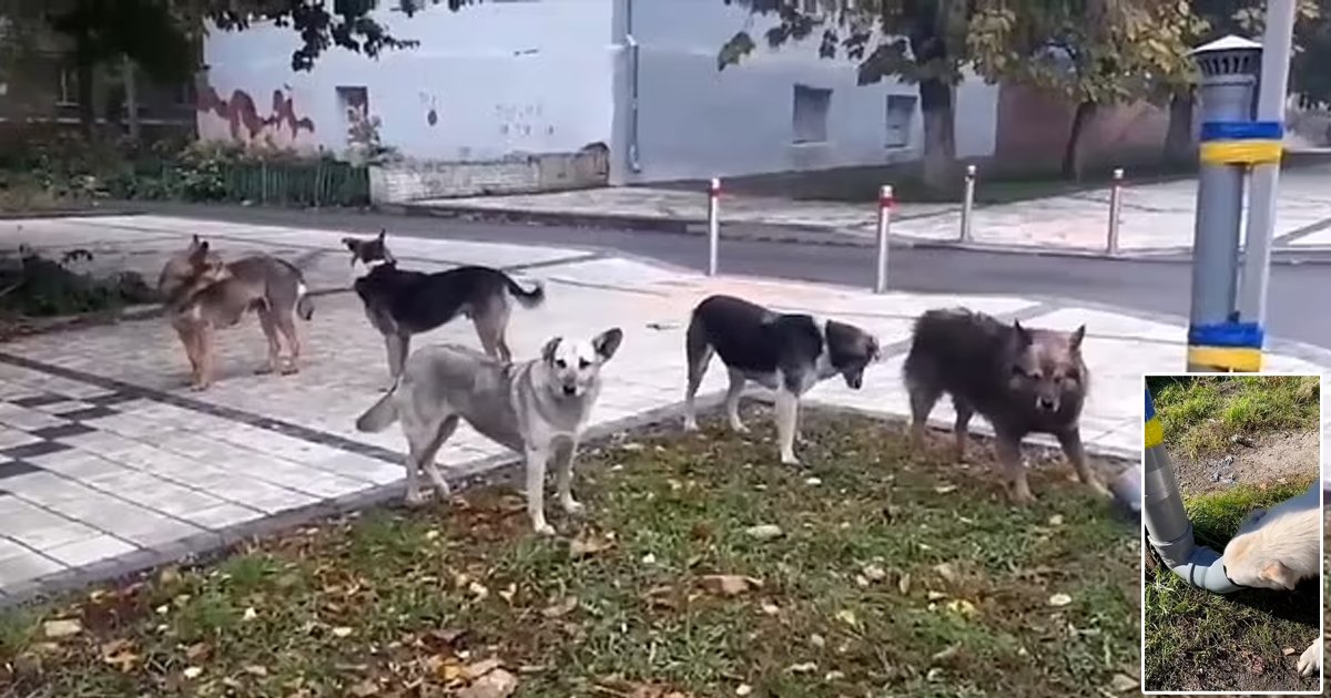 d130.jpg?resize=412,275 - JUST IN: Dogs Line Up 'Patiently' On The Streets Of Ukraine For Food As Putin's Invasion Leaves Them Homeless