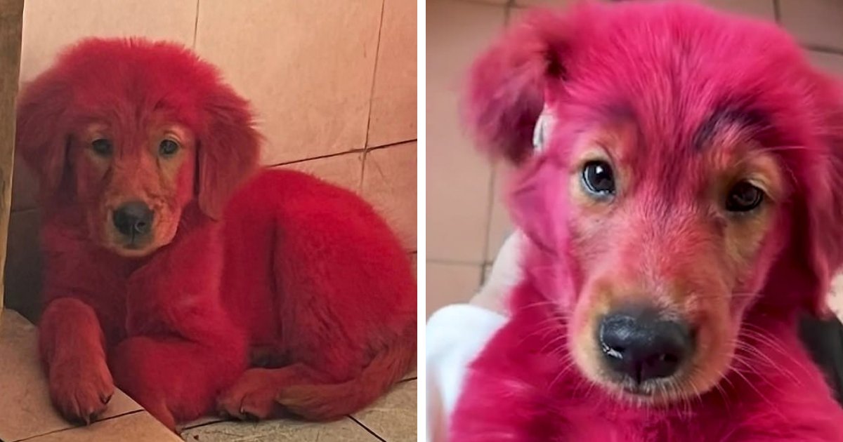 sdfsdfdsf.png?resize=1200,630 - Pet Owner Leaves Internet Divided After Using PINK 'Dye' On Her Pooch For The 'Ultimate Makeover'