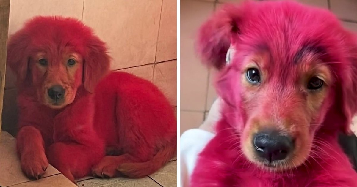 sdfsdfdsf.png?resize=412,275 - Pet Owner Leaves Internet Divided After Using PINK 'Dye' On Her Pooch For The 'Ultimate Makeover'