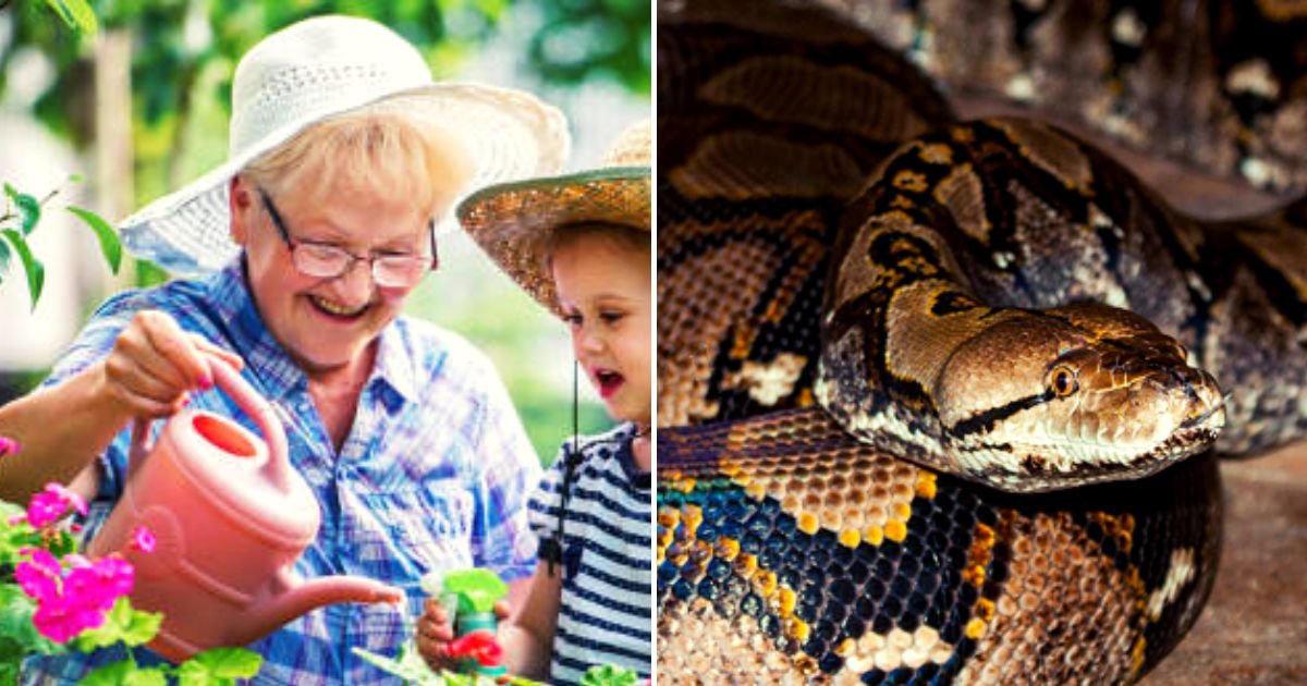 snake3.jpg?resize=412,275 - 54-Year-Old Grandmother Is Eaten ALIVE By A Giant Python After She Went Out To Collect Some Rubber From Trees